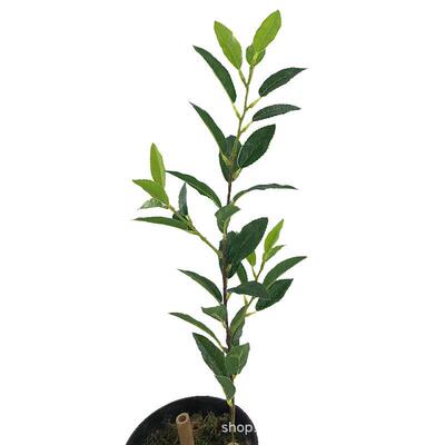 仿真人造茶花假树叶单枝毛尖茶叶绿茶DIY屏风装饰盆景摆设