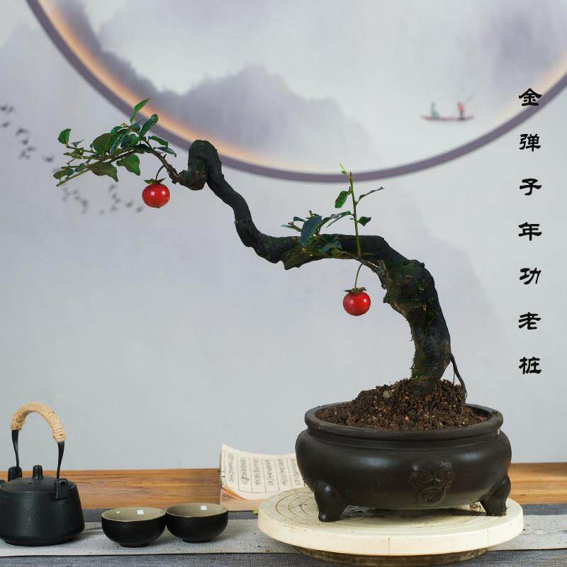 四川金撢子造型盆景桌面绿植观果客厅办公室好养熟桩小品植物盆栽