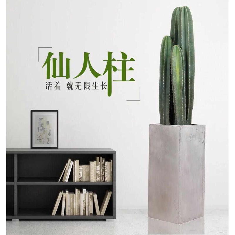 仙人掌仙人柱量天尺北京发货大型仙人掌类植物棒状仙人掌