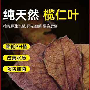 榄仁叶斗鱼懒人叶鱼龟缸降酸PH值调节剂水族水质改善