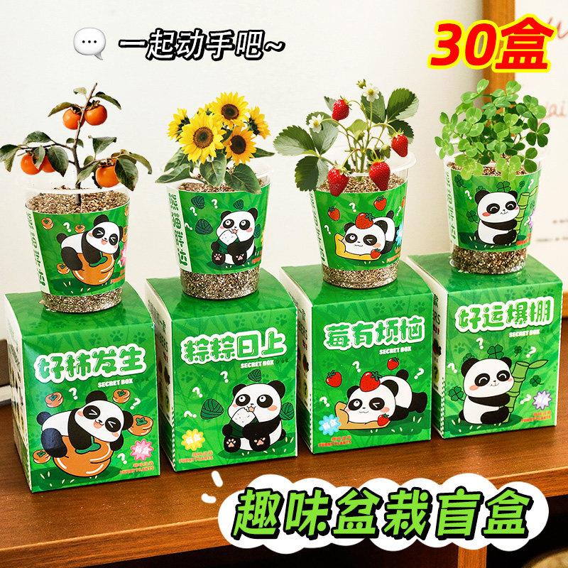 小学生初中生奖励小礼品创意DIY植物种植盲盒礼物幼儿园儿童奖品