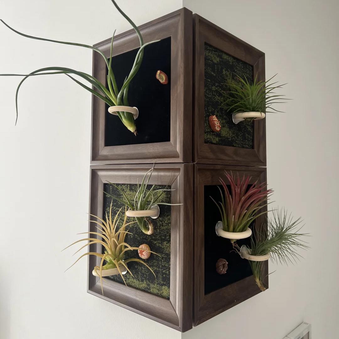 中古植物装饰画挂画空气凤梨套餐壁饰壁挂相框画框复古桌面室内墙图片