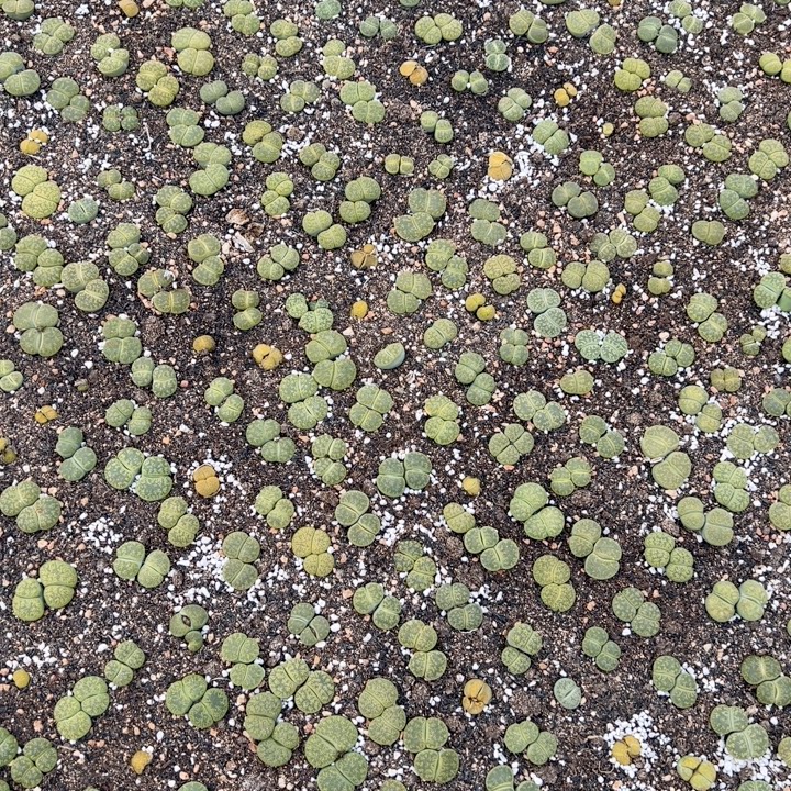 绿紫薰 2-3cm 5年母本 10颗