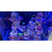 澔阳造景石海水缸人工造景素材魔法积木拼接结构化造景石海水通用