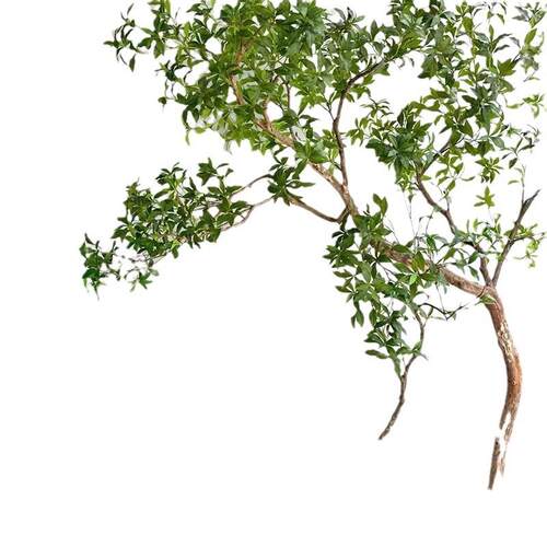 仿真马醉木室内造景橱窗大型装饰树北欧仿生植物假树简约景观摆件