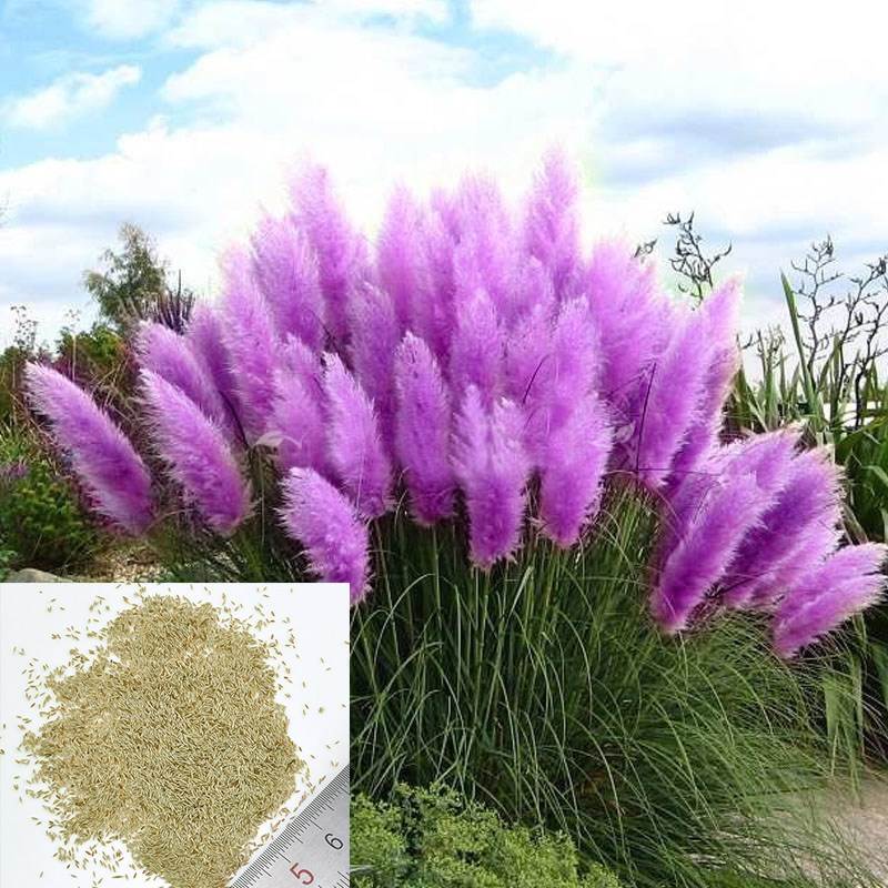 500 pcs new rare purple pampas grass seeds ornamental plant|ruв категории Цифровые аксессуары, рынок электронных компонентов, переключатель/кнопка, другие переключатель элемент Приложение - от Buy2taobao.com для оказания профессиональной услуги покупки агента Taobao