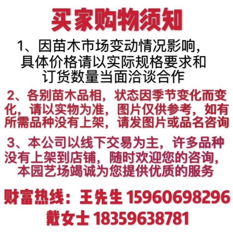 福建紫薇桩占地桩紫薇古桩紫薇盆景紫薇桩景浙江紫薇树桩