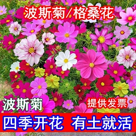 波斯菊花种子格桑花种子混色，野花组合种子室外庭院，阳台四季花卉籽