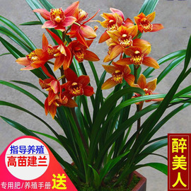 醉美人兰花小神童兰花带，花苞名贵兰花苗兰花，醉美人兰花建兰小桃红