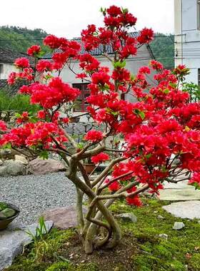 映山红杜鹃花原生树桩盆景盆栽南北方种植一物一拍