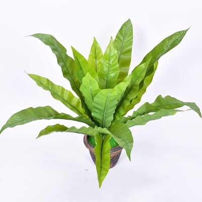 仿真过胶绿植热带雨林手感小蕨叶蕨类植物墙上绢花盆栽田园鸟巢叶