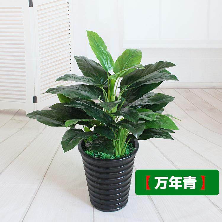 仿真万年青植物绿萝绿植盆栽塑料假树办公室装饰仿真花金绿钻