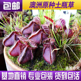 【原种土瓶草】澳洲食虫植物驱蚊草捕虫草捕蚊草趣味绿植盆栽包邮