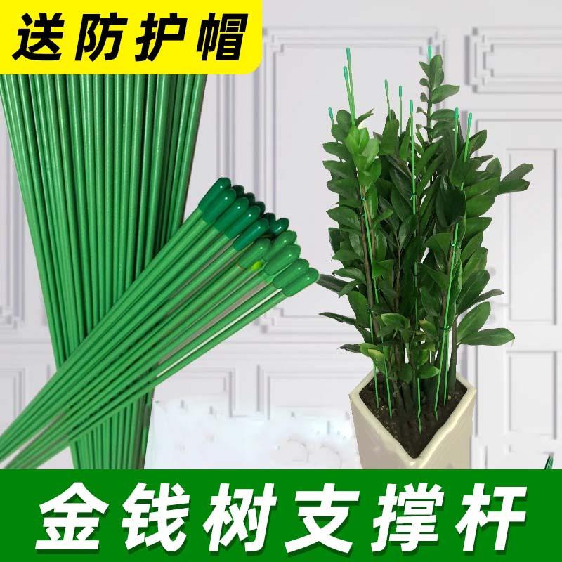 金钱树支撑杆植物园艺花架盆栽阳台花盆支撑架爬藤架固定支架绿植
