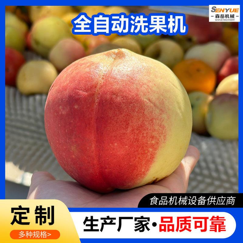 诸城森岳黄桃枇杷橄榄果水果毛辊清洗机不锈钢产地鲜果洗果机器