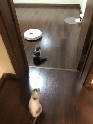 扫地机器人石头t60rr和IlifeT4哪个好，差别大不大？