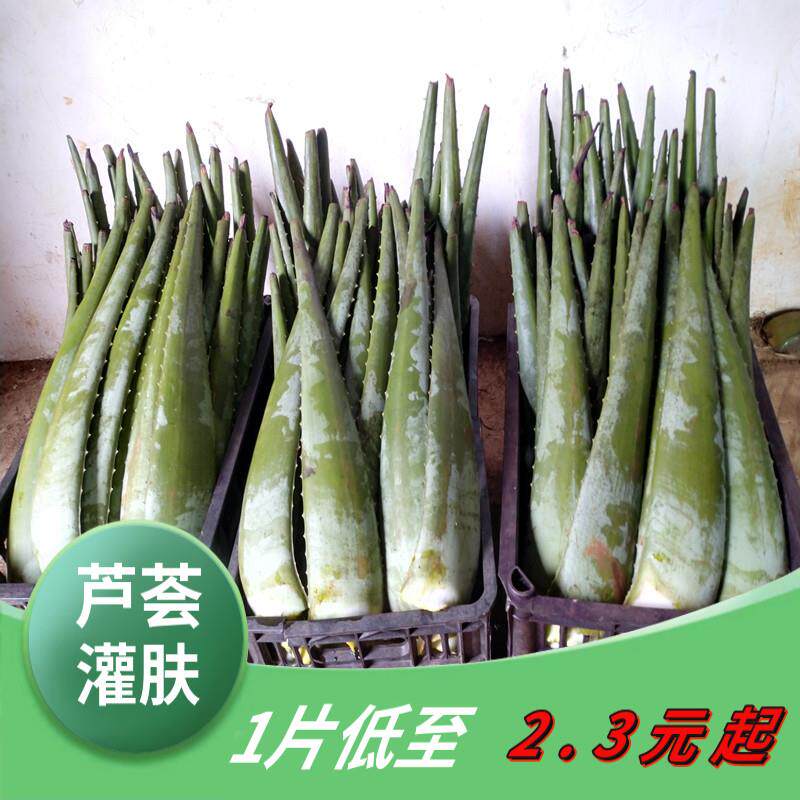 云南库拉索芦荟植物美容院灌肤专用可食用美容护发洗浴芦荟鲜叶片
