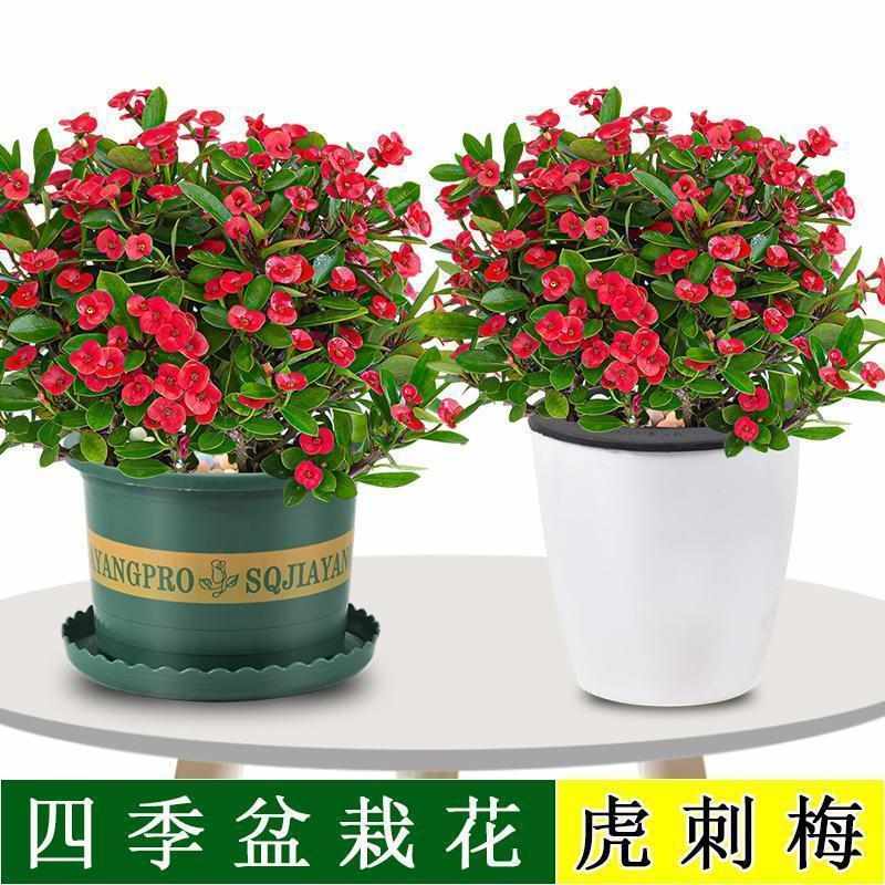 虎刺梅小红花盆栽室内客厅摆放花卉铁海棠名贵花新手好养驱蚊植物