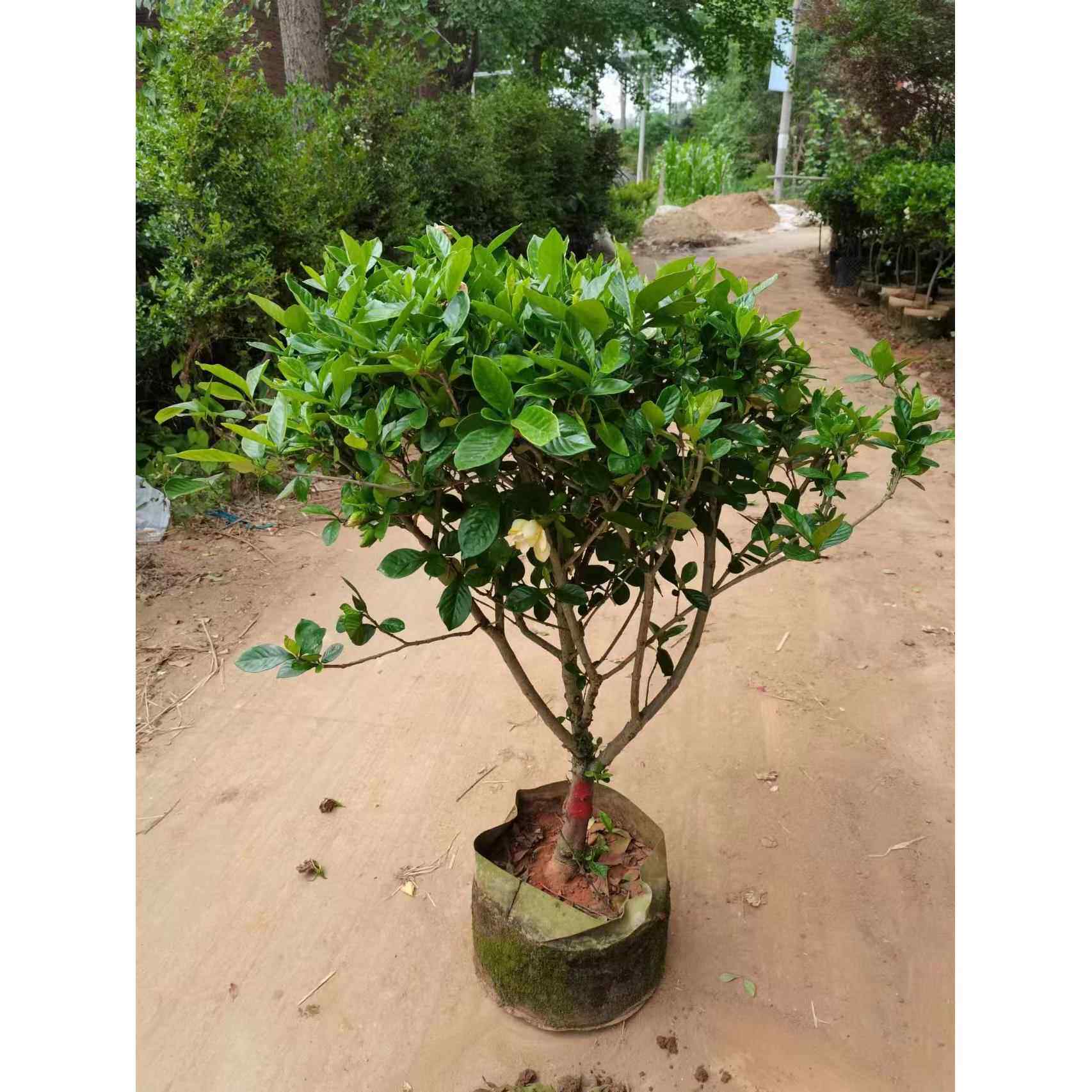 大叶栀子花浓香型栀子花大颗室外地栽大型盆栽栀子庭院栀子花