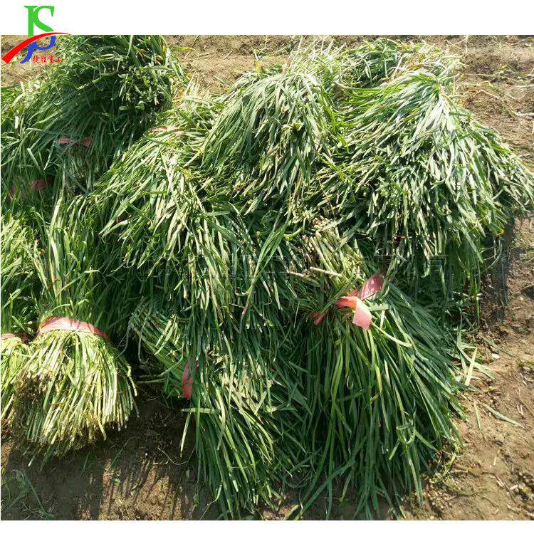 手推式电动韭菜收割机大棚辣椒黄豆放倒机有机韭菜留茬收获机