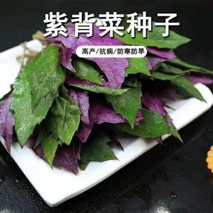 紫背天葵种子观音籽补血紫背菜血皮菜红凤菜菜阳台盆栽蔬菜种子