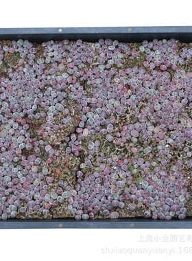 多肉植物生石花基地紫菊kiku Lithops稀有品种批发整盘发货货