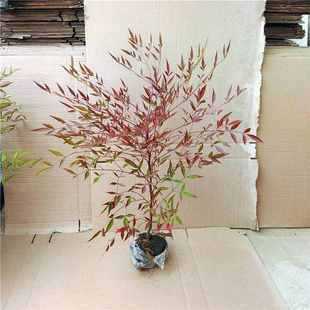 火焰南天竹盆栽大型老桩绿植盆景室内庭院造景四季 好养耐寒吸甲醛