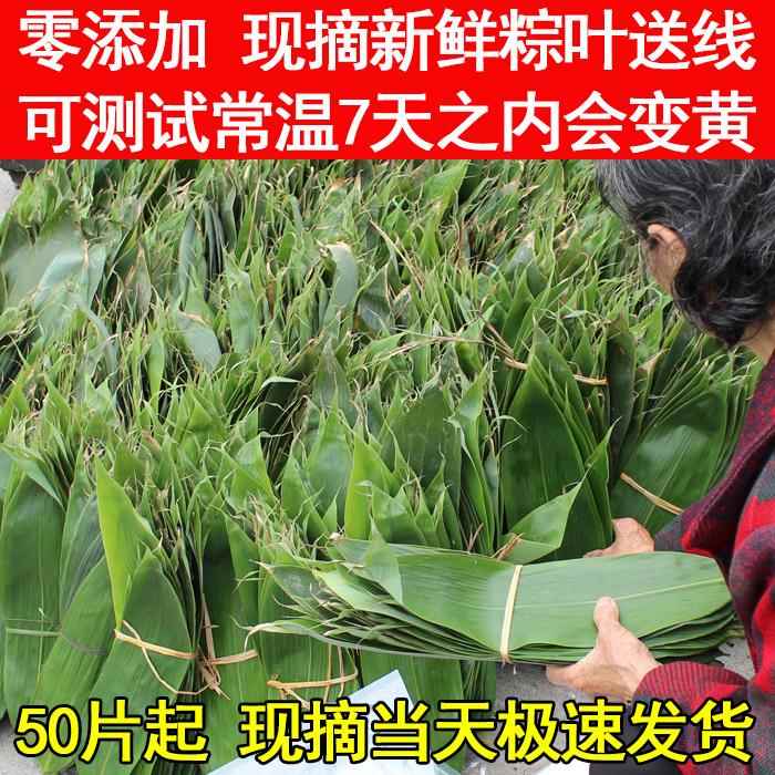 2021年新粽叶 江西现摘新鲜粽叶 箬叶 竹叶 棕叶免邮真空送线