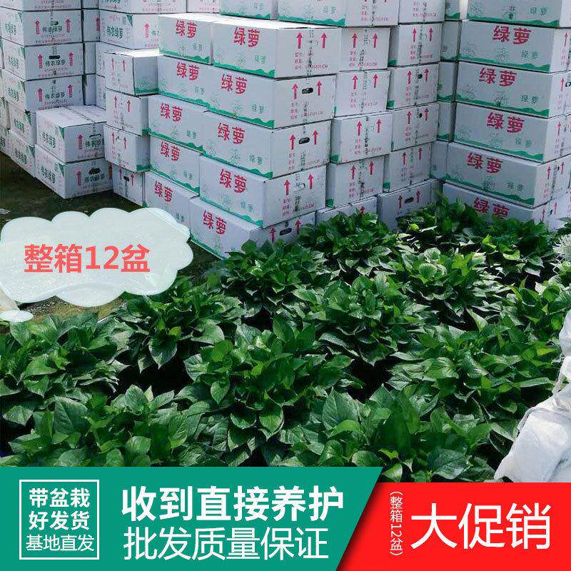 绿箩植物大量大叶绿萝盆栽长藤客厅绿植水培花卉盆栽新房发