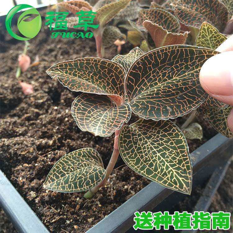 福草金线莲 林下种植干品 【50克】福建金线莲