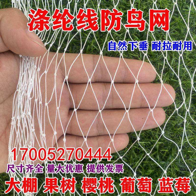 涤纶线防鸟网草莓大棚果树樱桃葡萄梨树蓝莓果园防鸟用网尼龙天网