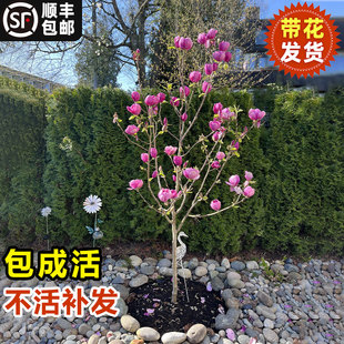 玉兰花树苗矮化北方庭院室外户外耐寒花卉红白黄紫玉兰树苗广玉兰