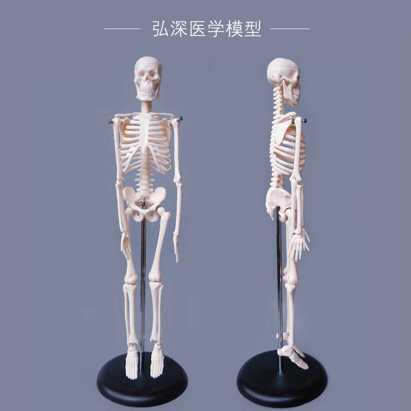 45cm人体全身骨骼模型迷你小型骨架子解剖结构脊柱骷髅头教学模具