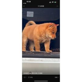 五黑犬广西土猎犬四眼狗，中华田园犬虎斑狗赶山犬，巡山犬活体大型犬