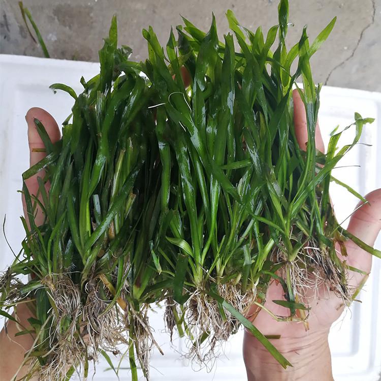 四季青矮生苦草扁担草河道净化小龙虾蟹鱼缸养殖净化水质造景水草