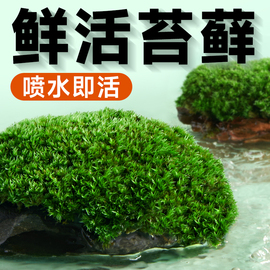 yee鲜活苔藓微景观白发，短绒青苔藓植物盆景生态，瓶diy造景假山装饰