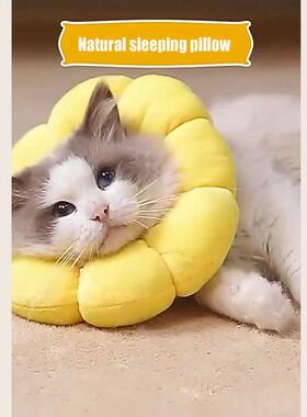 Cat Sunflower Elizabeth Cotton Neck Sterilization Feeding An