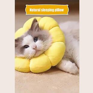 Cat Sunflower Elizabeth Cotton Neck Sterilization Feeding An