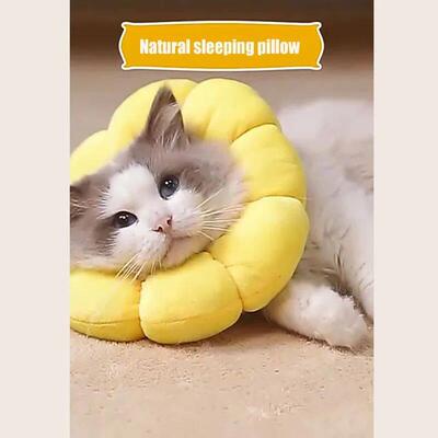 Cat Sunflower Elizabeth Cotton Neck Sterilization Feeding An