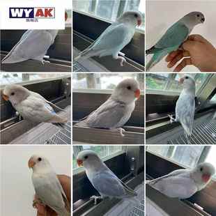 牡丹鹦鹉活鸟手养亲人大半毛紫伊莎紫薰蓝闪宠物鸟包活包健康