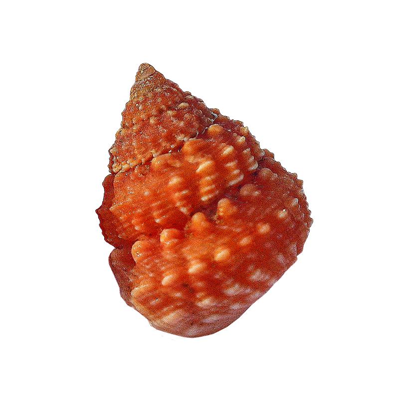 天然贝壳海螺红色素钟螺塔蜗牛标本蜗牛寄居蟹更换壳鱼缸水族景观
