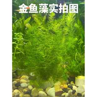 金鱼藻水草淡水浮萍蜈蚣草绿菊池塘制氧净化水质水族鱼缸好养易活