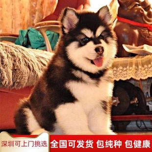 纯种阿拉斯加幼犬巨型阿拉斯加犬桃脸阿拉斯加雪橇犬灰色红色阿拉