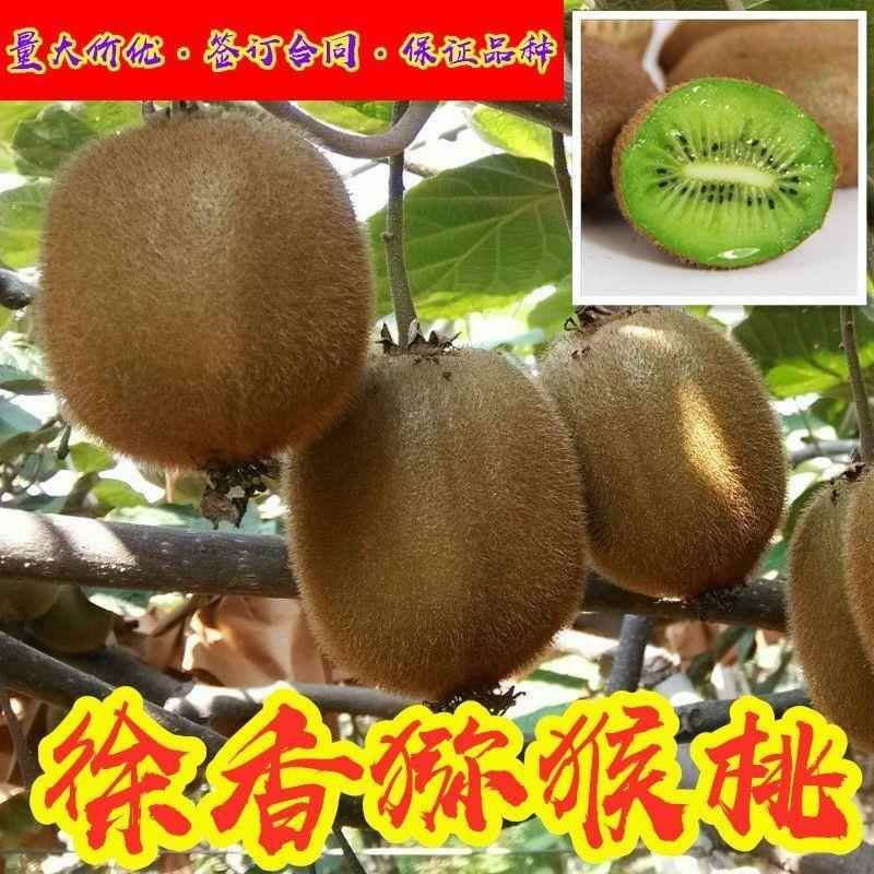 正宗徐香猕猴桃树苗中华绿心猕猴桃树苗美味猕猴桃苗种植包成活