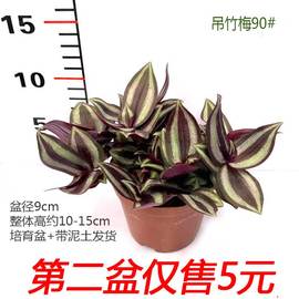 吊竹梅小盆栽紫色垂吊彩色观叶植物室内阳台庭院窗台四季常青花卉