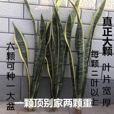 金边虎皮兰裸根绿植懒人好养易活植物大苗室内北欧银脉虎尾兰