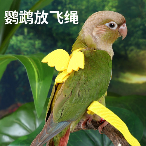 小天使鹦鹉放飞轻薄虎皮造景装饰