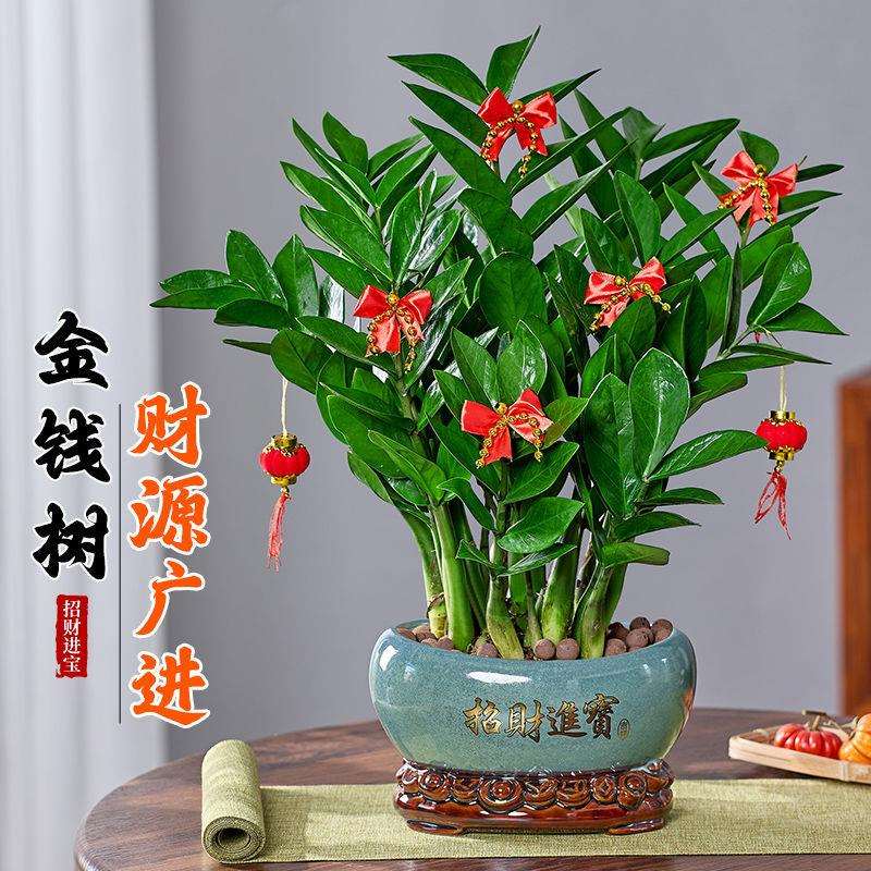 金钱树盆栽室内植物吧台客厅摆放花好养办公室聚宝盆招财进宝绿植