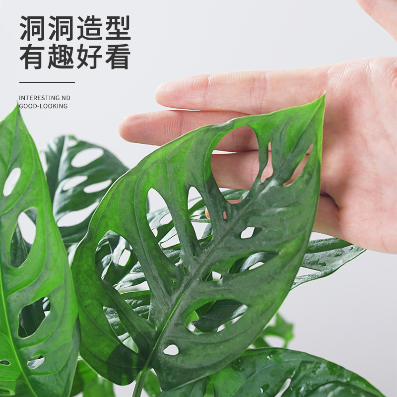 仙洞龟背竹盆栽爬藤植物室内好养四季观叶垂吊绿植适合懒人养的花