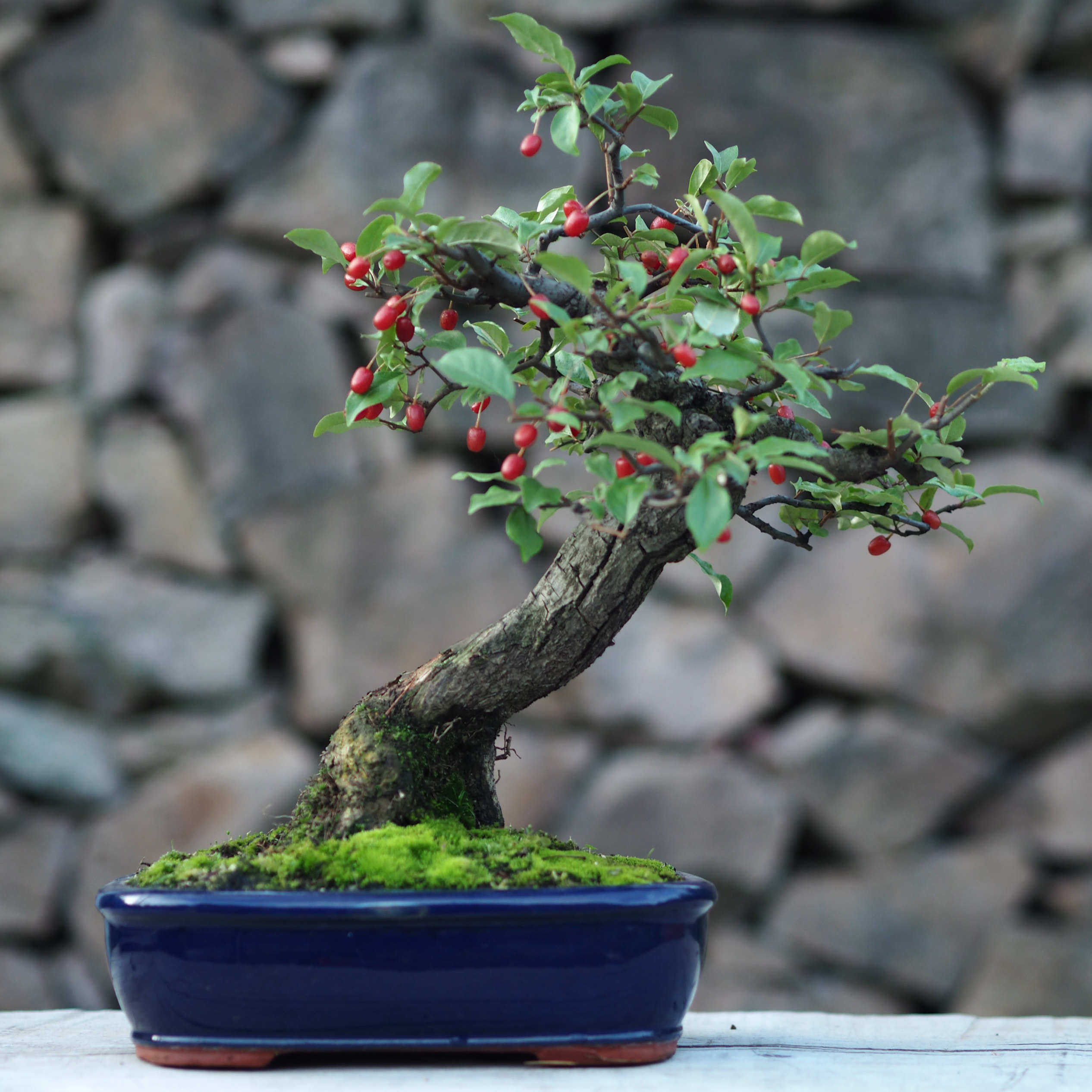 大别山胡秃子盆景羊奶果品种可食用观果小老桩木半夏胡颓子盆栽,鲜花速递/花卉仿真/绿植园艺,造型盆景,淘宝优惠券,粉丝福利购,淘宝优惠卷